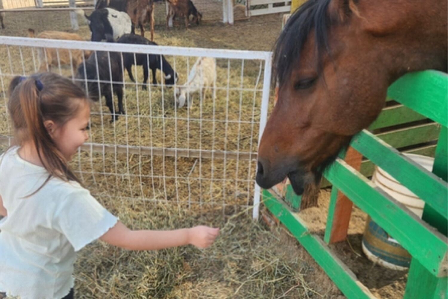 Niña alimentando un caballo en una granja educativa